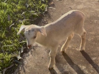 Baby Male Goat