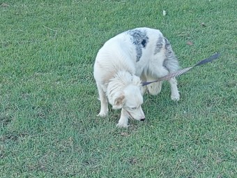 Purebred border collie pups