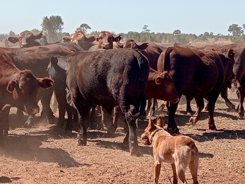 Stumpy Tail Red Cattle Dog