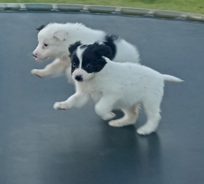 Purebred border collie pups
