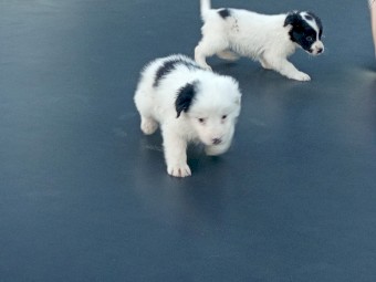 Purebred border collie pups