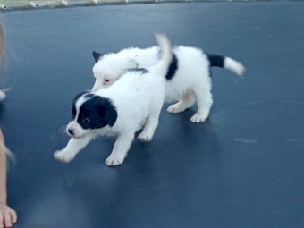 Purebred border collie pups