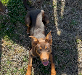 8 month old working purebred Kelpie