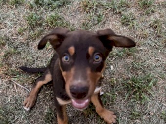 8 month old working purebred Kelpie