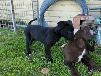 4 Kelpie Pups Ready To Go