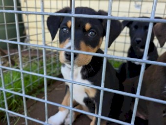 4 Kelpie Pups Ready To Go