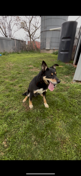 5yo Kelpie