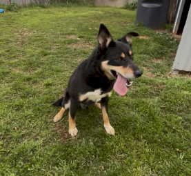 5yo Kelpie