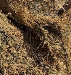 Prime Seasoned Lucerne Hay 4^4