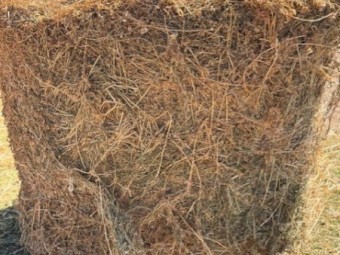 Horse Quality 4^4 Lucerne with a flick of Winter Grass