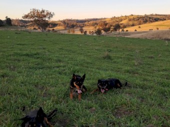 Working Kelpie