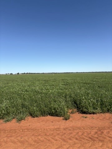 Vetch Standing Crop Approx 400-450mt