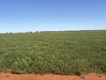 Vetch Standing Crop Approx 400-450mt