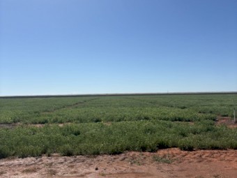 Vetch Standing Crop Approx 400-450mt