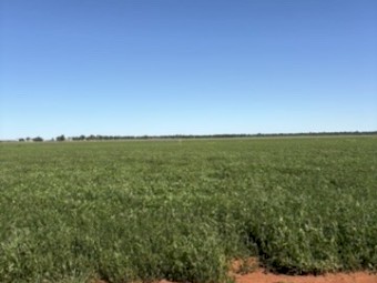 Vetch Standing Crop Approx 400-450mt