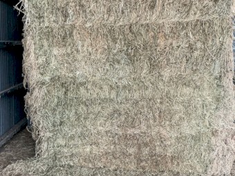 80mt Lucerne Hay 8x4x2 Large Square bales