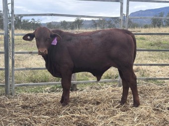 Droughtmaster Bull - Bear