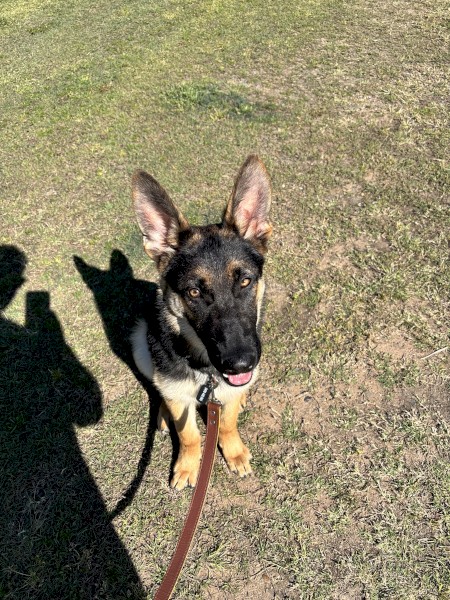 5 month old German shepherd 