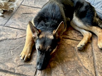5 month old German shepherd 