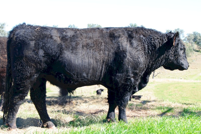Galloway x Angus Bull for sale - Ubeauty - U02