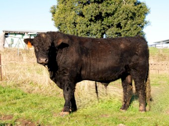 Galloway x Angus Bull for sale - Ubeauty - U02
