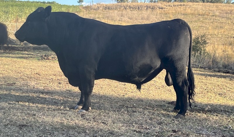 Landfall Newground son - Testimont T1