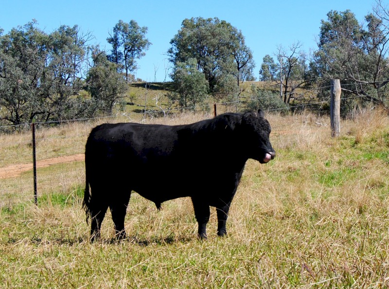 Son of Killain Rainman - Uppercut U03