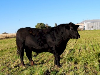 Son of Killain Rainman - Uppercut U03