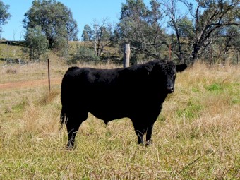 Son of Killain Rainman - Uppercut U03