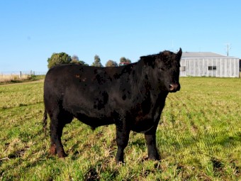 Son of Killain Rainman - Uppercut U03