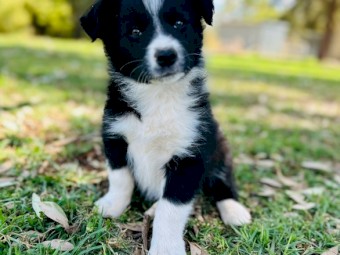 Pure Bred Border Collies Black and White  - One Male and One Female