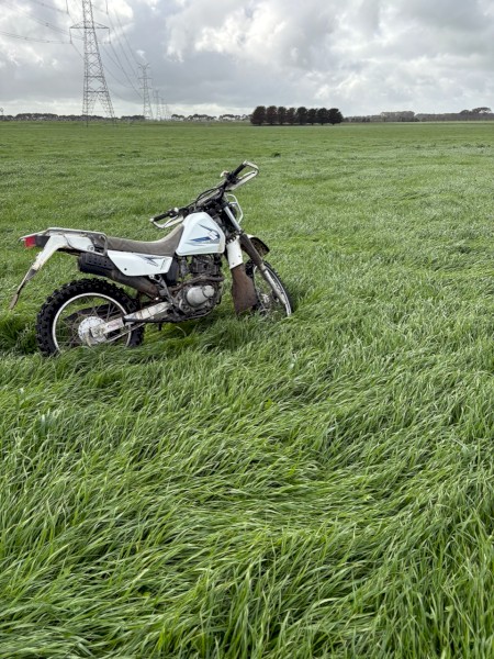 Standing Grass for Sale