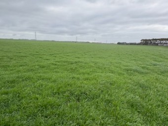 Standing Grass for Sale