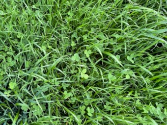 Standing Grass for Sale