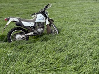 Standing Grass for Sale