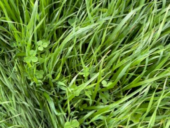 Standing Grass for Sale