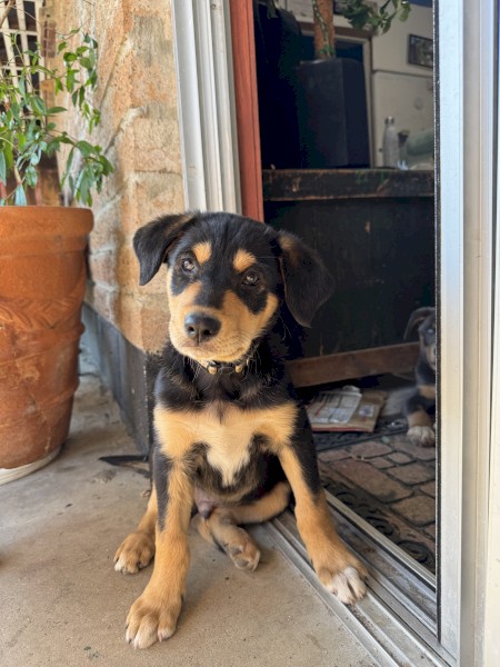 1 Gorgeous Border Collie x Kelpie pups