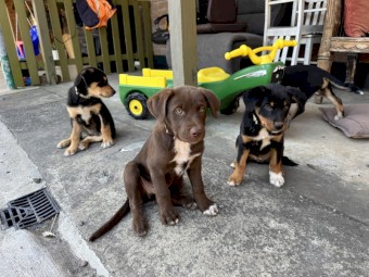 1 Gorgeous Border Collie x Kelpie pups
