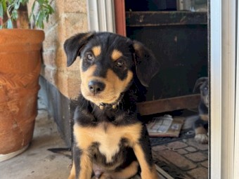 1 Gorgeous Border Collie x Kelpie pups