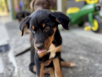 1 Gorgeous Border Collie x Kelpie pups