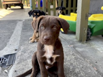 1 Gorgeous Border Collie x Kelpie pups