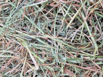 New Season Oaten Hay Small Squares