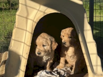 Female Golden Retriever Puppy