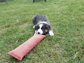 Border Collie Puppies Available