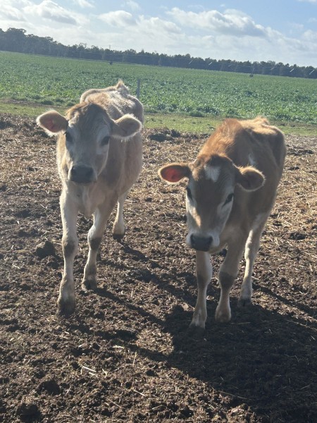 Two small jersey heifers! 