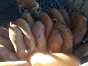 Young Berkshire X Duroc Pigs 