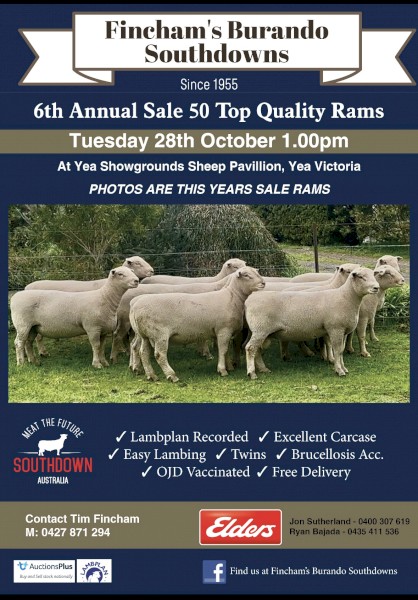 Fincham's Burando Southdowns  