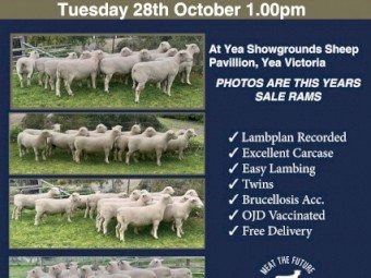 Fincham's Burando Southdowns  