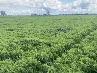 Vetch Silage 4x4 Round Bales