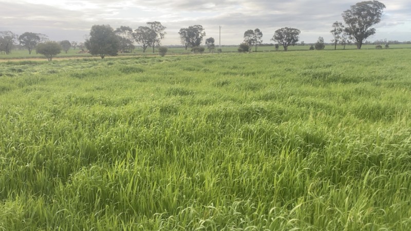 100 x Oaten/Rye Mix Silage 4x4 Round Bales